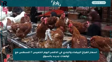 أسعار الفراخ البيضاء والبلدي في الأقصر اليوم الخميس 7 أغسطس مع توقعات جديدة بالسوق
